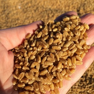 Buğday (Sarı Buğday) 500 gr 